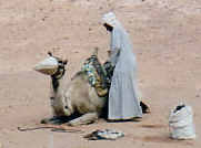 Kamele bein Fr�hst�ck